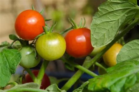 Disease Resistant Tomatoes Top List Of Varieties Grower Today