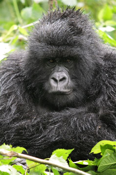 Female Gorilla Sex Witnessed For First Time By Primate Experts Nature News Express Co Uk