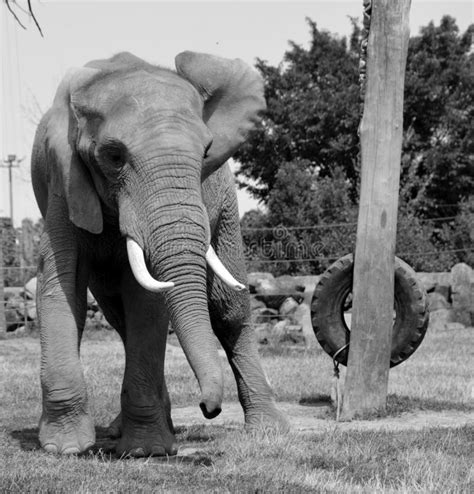 African Elephants Are Elephants Of The Genus Loxodonta Stock Photo