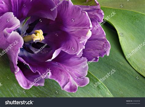 Beautiful Purple Tulip Tulip Leaves Background Stock Photo 29400838