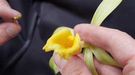 Vanilla Orchid Pollination Youtube
