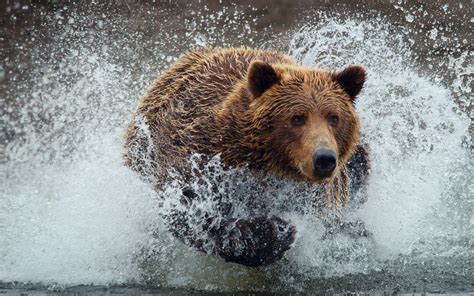 Bear Full Hd Wallpaper And Background Image 1920x1200 Id301794