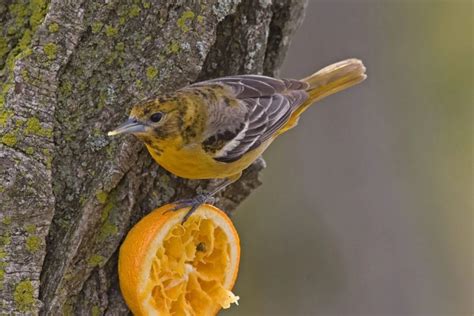 29 Yellow Birds In New York Id And Song Guide