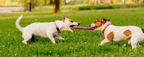 Does Tug Of War Make Dogs Aggressive