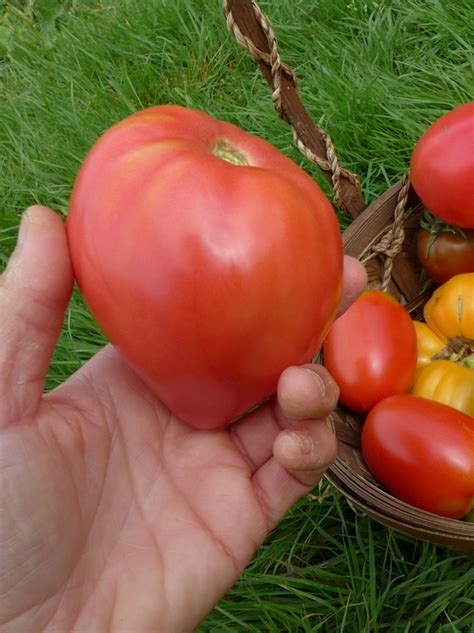Anna Russian Tomato Page Seeds Le Potager Ornemental De Catherine