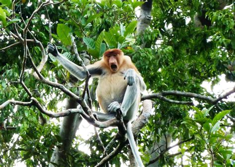 Visit Kinabatangan River On A Trip To Borneo Audley Travel