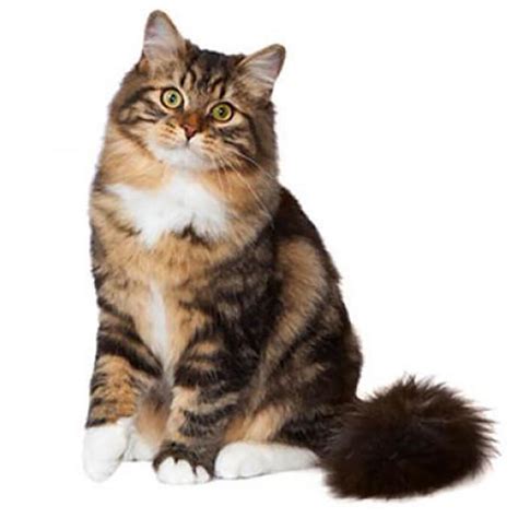 Siberian Forest Cat Breed Information Purina