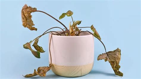 How To Save Overwatered Plants Quick Reasons And Fixes