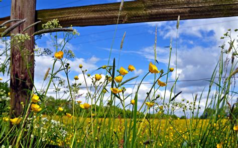 Pin By Sk On Flowering Fences Flower Field Pasture Fencing Flower
