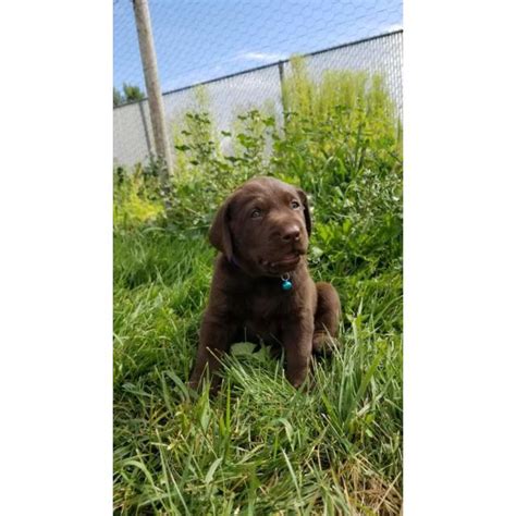 Advertise your labrador puppies for free. AKC Chocolate Labrador Puppies for adoption in Rexburg ...