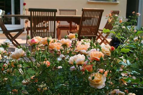 Flower Carpet Amber Roses Planted Along Patio Creates Cozy Feel Plus