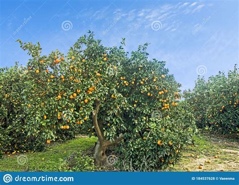 Trees With Ripe Oranges Stock Photo Image Of Sour Ripe 184537628