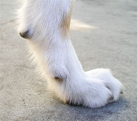 I have several of these dew claws and you will receive 10 as described. Patte — Wikipédia