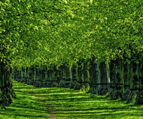 Blur Green Tree Nature Cb Picsart Editing Background Cbeditz