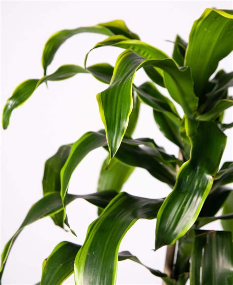 Buy Potted Dracaena Dorado Indoor Plant Bloomscape