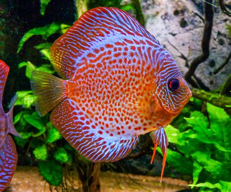 Discus Fish - Aquarium Life - Bin3aiah World!