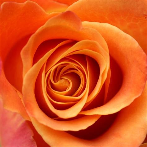 This page was last updated on: Rose | Free Stock Photo | Close-up of an orange rose | # 11339