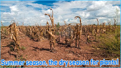 Summer Season The Dry Season For Plants