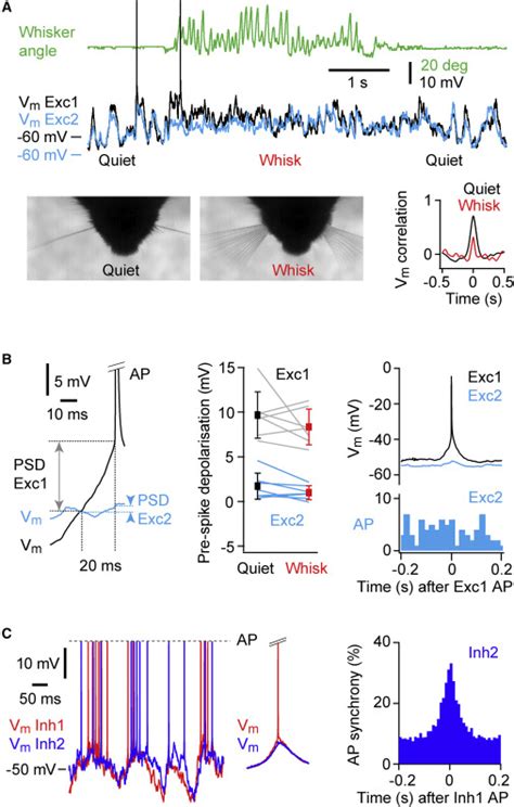 Whole Cell Recording Of Neuronal Membrane Potential During Behavior Neuron