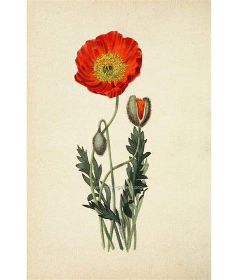 Poppy Flower Print Botanical Illustration Otto Thome Large Wall Art