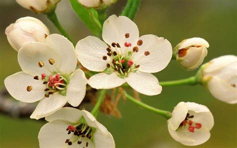 Here you can explore hq beautiful flowers transparent illustrations, icons and clipart with filter polish your personal project or design with these beautiful flowers transparent png images, make it. World's Top 100 Beautiful Flowers Images Wallpaper Photos ...