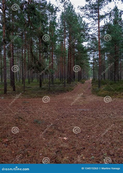 Naked Pine Tree Forest Before Winter Stock Image Image Of Leaf