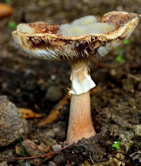 Free Picture Mushroom Fungus Nature Moss Wood Poison Macro
