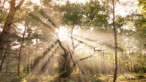 Trees Covered Forest With Sunbeam Hd Nature Wallpapers Hd Wallpapers