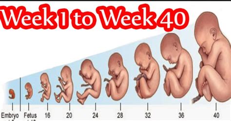 Perkembangan Janin Bayi Dalam Kandungan Usia 1 40 Minggu
