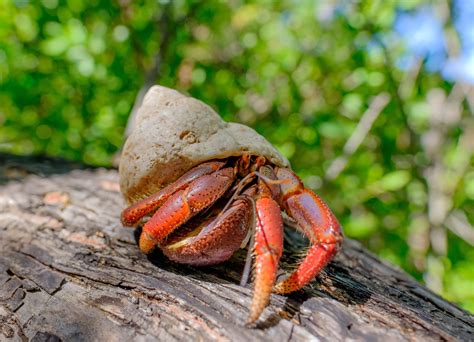 Fun Names For Pet Hermit And Fiddler Crabs