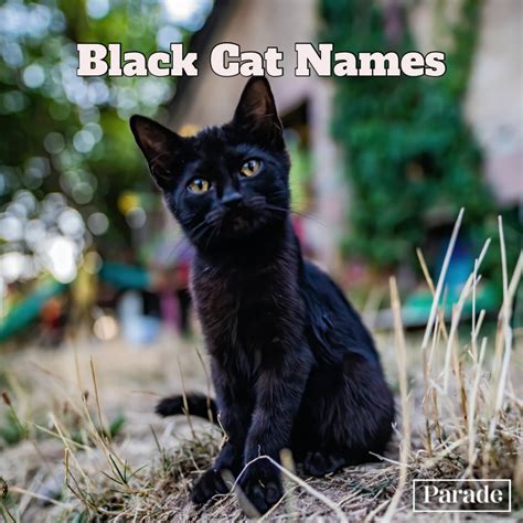 150 Best Black Cat Names Female And Male Parade Pets