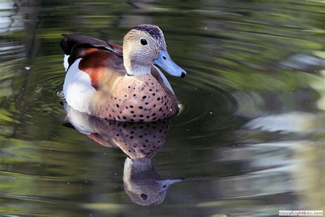 Ringed Teal Duck Wildfowl Photography
