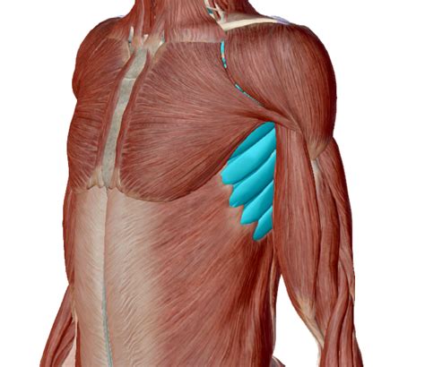 The rib cage is the arrangement of ribs attached to the vertebral column and sternum in the thorax of most vertebrates, that encloses and protects the vital organs such as the heart, lungs and great vessels. Rib Control via Your Serratus Muscles | Train Rugged