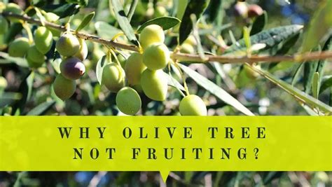 Olive Tree Not Fruiting Why My Olive Tree Doesnt Produce Fruits