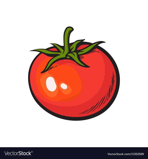 Sketch Style Drawing Shiny Ripe Red Tomato Vector Image