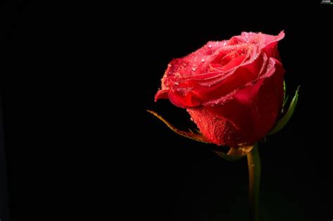 Red Hot Dew Black Background Rose Flowers Wallpapers 4288x2848