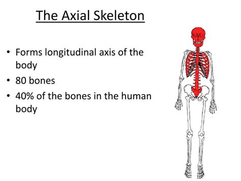 Ppt The Axial Skeleton Powerpoint Presentation Free Download Id