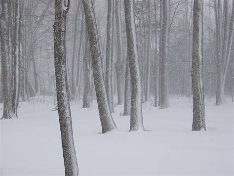 Snowy Woods 3 Photograph By Daralyn Maxwell Fine Art America