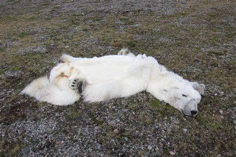 Starved Polar Bear In Norway May Be A Victim Of Climate Change Photos