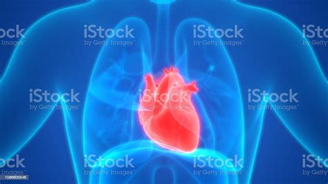인간의 심장 해부학 심장에 대한 스톡 사진 및 기타 이미지 심장 하트 모양 폐 Istock