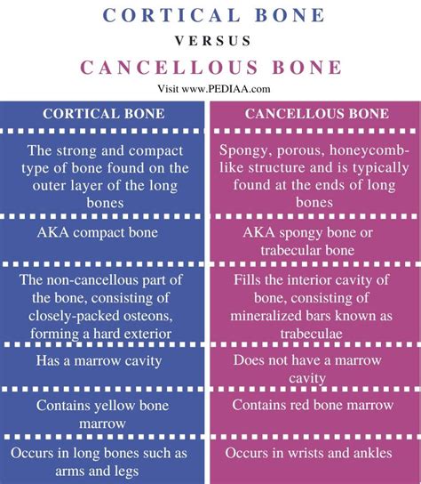 What Is The Difference Between Cortical And Cancellous Bone Pediaacom