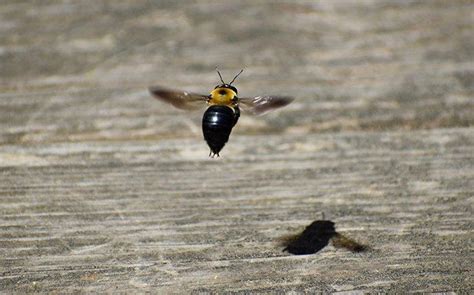 Blog Carpenter Bee 101 What Every Bay Area Property Owner Needs To Know