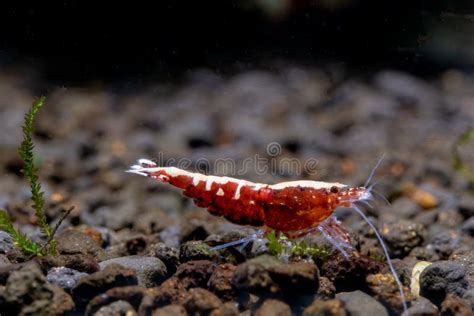 Red Galaxy Dwarf Shrimp Look For Food In Aquatic Soil In Freshwater