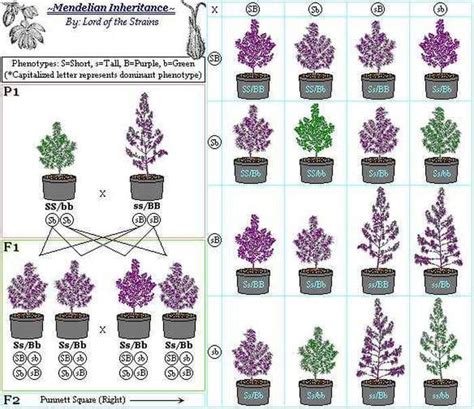 Breeding Cannabis F1 And F2 Explained Best Seed Bank