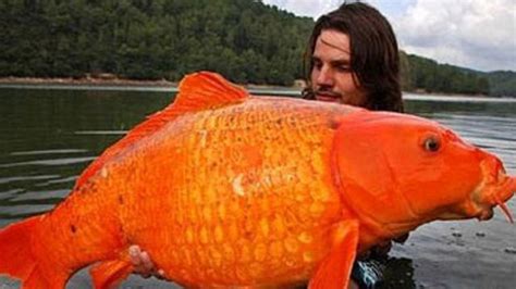 ‘monster Giant Goldfish Found In Lake Tahoe Photo