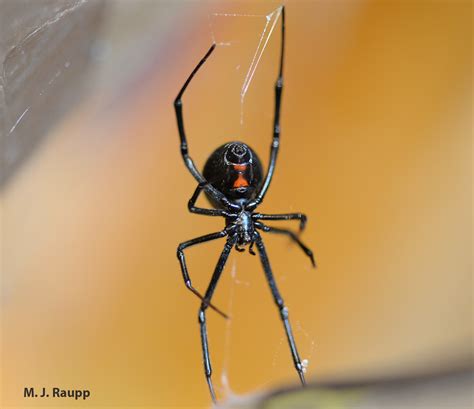 Beautiful But Dangerous Black Widow Spiders Latrodectus Spp — Bug Of