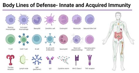 the immune system comprises a complex network of immune cells that work in synergy with proteins