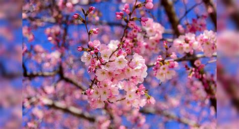 Celebrate Cherry Blossom Festival In Shillong This Year Times Of
