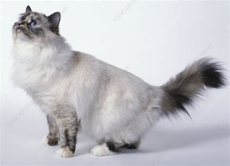 Tortie Point Birman Cat Stock Image C0538160 Science Photo Library