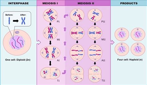 Meiosis 1202017 1212017 Biology H116